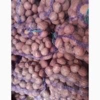Хто хоче купити картоплю у Тернополі, Тернопільська область?