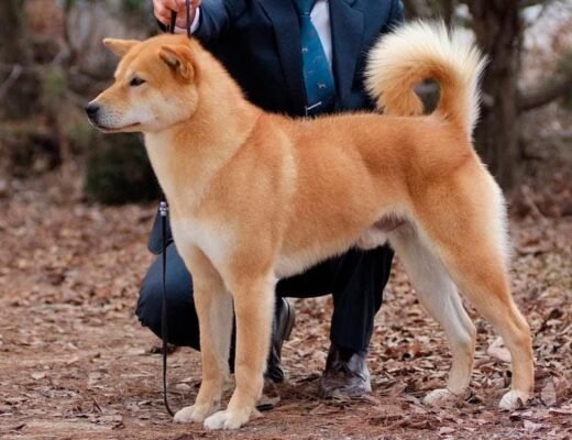 Корейська порода собак: вивчення унікальних характеристик та історії