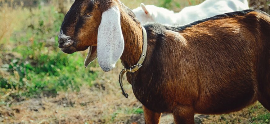 Вибір породи кіз: огляд і рекомендації для фермерів України