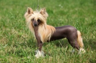 Лисі породи собак: Особливості догляду та популярні представники