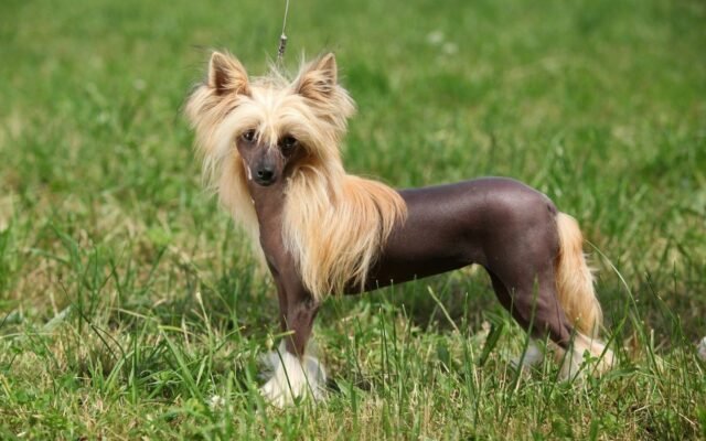 Лисі породи собак: Особливості догляду та популярні представники