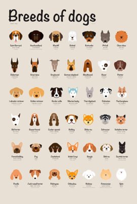 Порода собак на английском: як правильно говорити та вимовляти назви