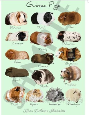 Обираємо морську свинку: популярні породи та їх особливості