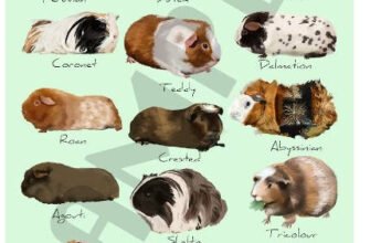Обираємо морську свинку: популярні породи та їх особливості