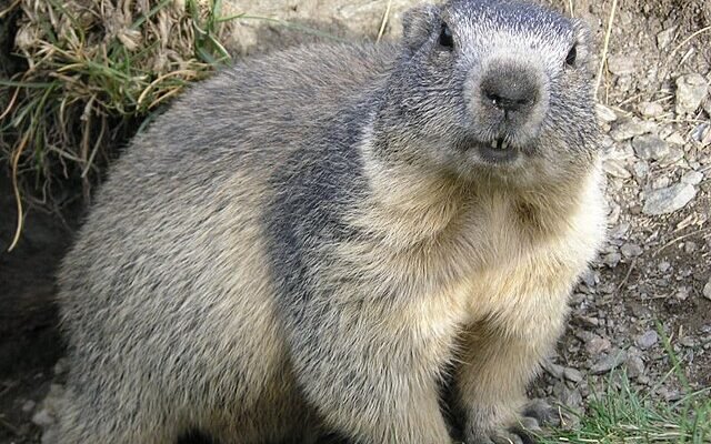 Хто такий бабак: значення, види та місце цих звірів у природі Хто такий бабак: значення, види та місце цих звірів у природі