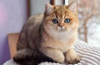 Порода котів Золота Шиншилла: Характер, Догляд та Особливості
