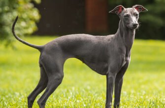 Левретки: Особливості Та Характеристика Породи Собак Левретки