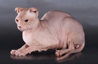 Українська порода кішок: унікальні риси та особливості догляду