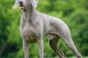 Веймаранер: Важлива інформація про популярну породу собак