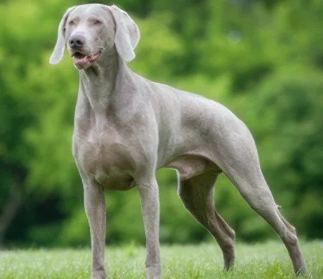 Веймаранер: Важлива інформація про популярну породу собак
