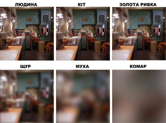 Як бачить кіт: відкрийте таємниці котячого зору в деталях