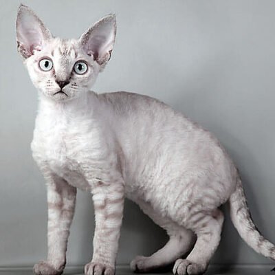 Порода кота Рекс: унікальні особливості та догляд за улюбленцями