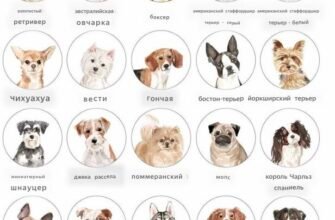 ТОП 10 найпопулярніших порід псів: вибір для вашого дому