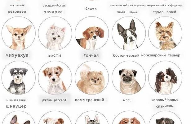 ТОП 10 найпопулярніших порід псів: вибір для вашого дому