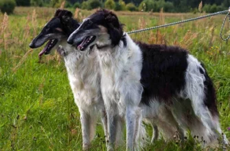 Русская порода собак: особливості, догляд та популярні види
