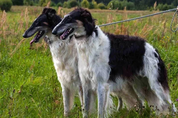 Русская порода собак: особливості, догляд та популярні види