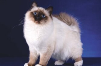 Дізнайтеся про різні породи котів: огляд найцікавіших видів