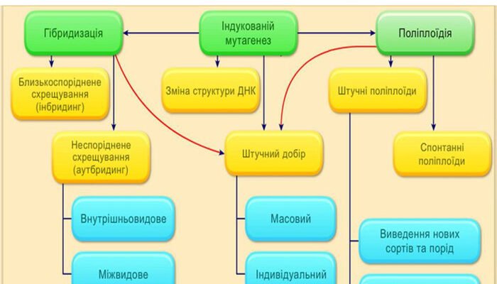 Основні методи селекції: назвіть ключові техніки для успіху в селекції Основні методи селекції: назвіть ключові техніки для успіху в селекції