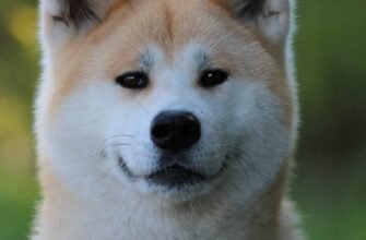 Порода Хатико: характеристика, догляд та особливості акити-іну