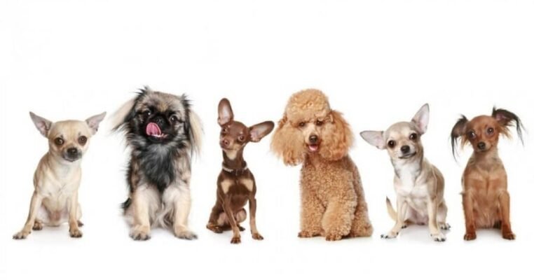 Дрібні породи собак: вибір, догляд та особливості утримання