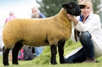 ТОП популярних порід баранів: вибір найкращих для вашого господарства