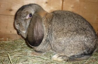 Найкраща м’ясна порода кролів: Як обрати ідеальний варіант