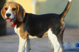 Топ породи середніх собак: оберіть ідеального друга для родини