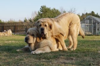 Вибір велетня: найкращі породи великих собак для вашої родини