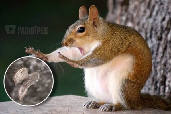 Хто їсть сову: дізнайтеся про природних ворогів хижих птахів