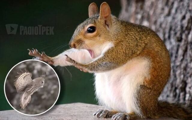 Хто їсть сову: дізнайтеся про природних ворогів хижих птахів