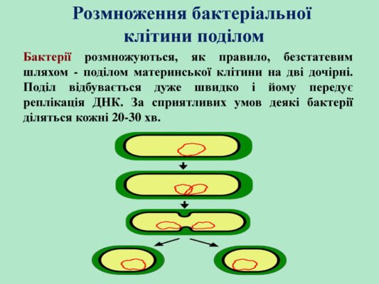 Як розмножуються бактерії: основні способи та процеси їхнього поділу