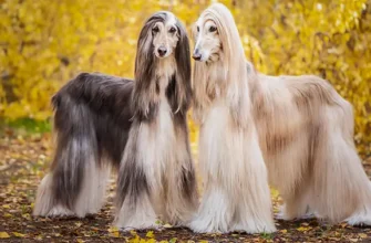 Вибір ідеальної породи собаки з довгою шерстю для вашої оселі