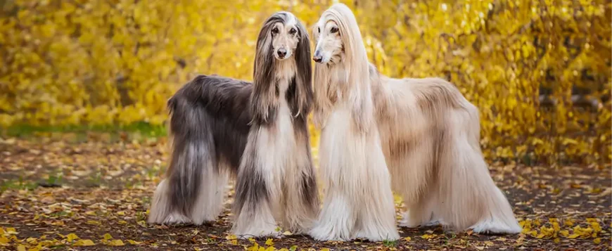 Вибір ідеальної породи собаки з довгою шерстю для вашої оселі