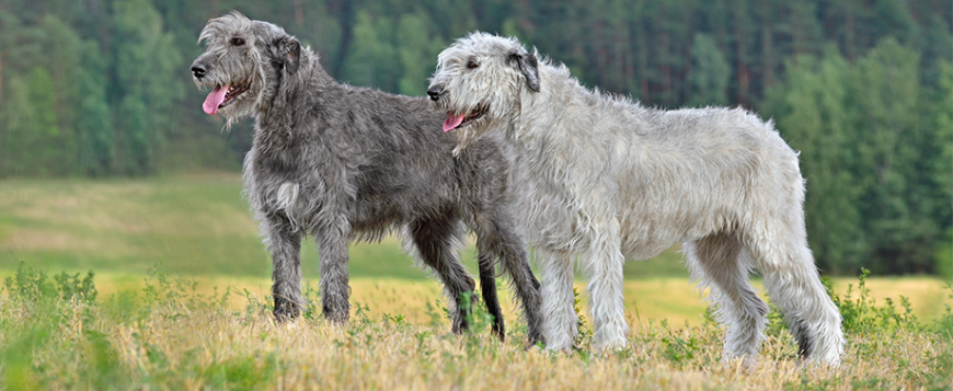 Вибір собаки: особливості утримання великих порід собак