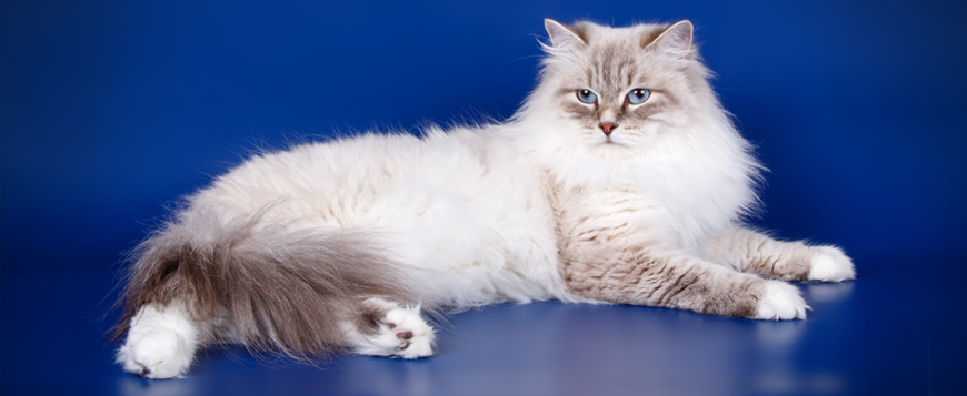 Пушисті породи кішок: огляд найм’якших та найкрасивіших улюбленців