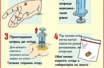 Як безпечно витягнути кліща олією: покроковий алгоритм дій