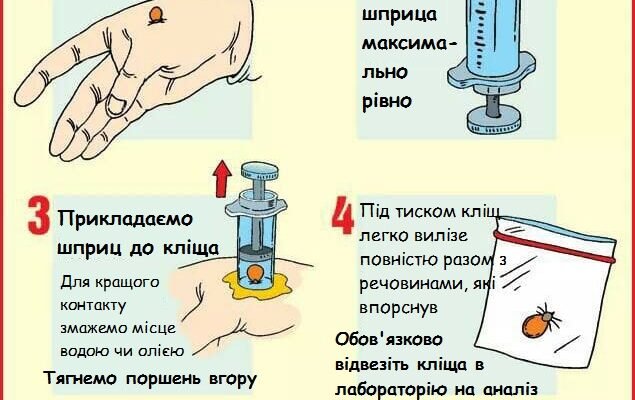Як безпечно витягнути кліща олією: покроковий алгоритм дій Як безпечно витягнути кліща олією: покроковий алгоритм дій