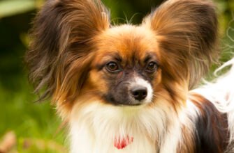 Папильон – порода собак: характеристика, догляд та особливості виховання