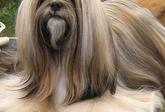 Порода собак 4 букв: особливості та догляд за улюбленцем