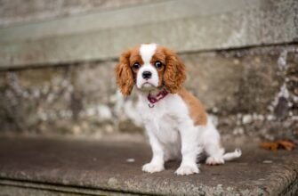 Порода кавалер: все про характер, догляд та особливості цих собак
