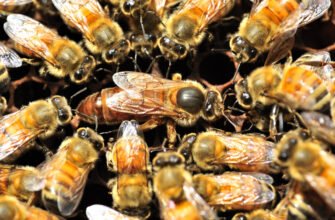 Де придбати матки карпатської породи бджіл: надійні постачальники в Україні