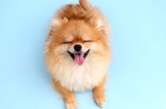 Кращі породи собак маленьких: оберіть ідеального домашнього улюбленця