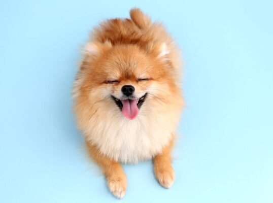 Кращі породи собак маленьких: оберіть ідеального домашнього улюбленця