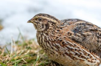Топ породи перепелів: вибір найкращих для домашнього господарства