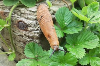 Народні методи боротьби з слимаками: ефективні рішення для саду
