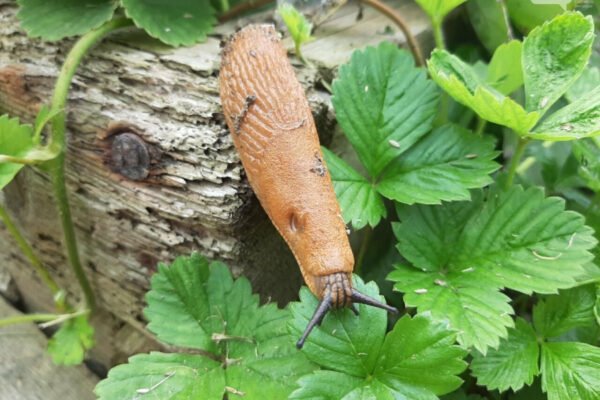 Народні методи боротьби з слимаками: ефективні рішення для саду