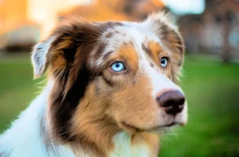 Яка найрозумніша порода собак у світі: розкриття секретів лідерів