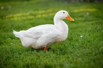 М’ясні породи качок: вибір, вирощування та переваги для господарства
