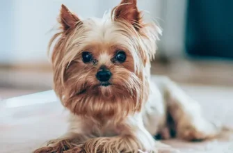 Собаки маленьких порід: вибір ідеального домашнього улюбленця