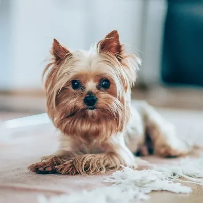 Собаки маленьких порід: вибір ідеального домашнього улюбленця